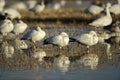 Snow Geese winter in the Southwest Royalty Free Stock Photo