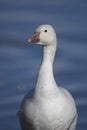 Snow Geese winter in the Southwest Royalty Free Stock Photo