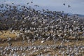 Snow Geese winter in the Southwest Royalty Free Stock Photo