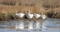 Snow geese standing in saltmarsh in North America