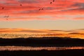 Snow Geese Sunrise Flyoff Royalty Free Stock Photo
