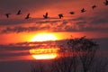Snow Geese at Sunset Royalty Free Stock Photo