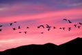 Snow Geese at Sunset Royalty Free Stock Photo