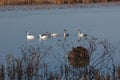Snow Geese in a wildlife refuge