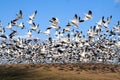 Snow Geese take Flight Royalty Free Stock Photo