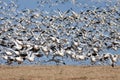 Snow Geese Take Flight Royalty Free Stock Photo