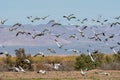 Snow geese take flight Sono Bono Salton Sea National Wildlife Refuge Royalty Free Stock Photo