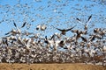 Snow Geese take Flight Royalty Free Stock Photo
