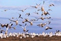 Snow Geese Take Flight Royalty Free Stock Photo