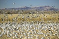 Snow geese take off from cornfield over the Bosque del Apache National Wildlife Refuge at sunrise, near San Antonio and Socorro Royalty Free Stock Photo