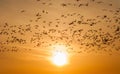 Snow Geese Flying Off Into the Sunset Royalty Free Stock Photo