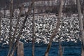 Snow Geese Taking Flight Royalty Free Stock Photo