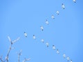 Snow Geese in V formation flying overhead Royalty Free Stock Photo