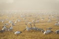 Snow Geese Rest On Arriving From Their Migration From Wrangel Island, Russia. Royalty Free Stock Photo