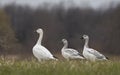 Some snow geese walking along the edge of a pond looking for food in autumn in Canada Royalty Free Stock Photo