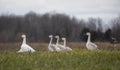 Some snow geese walking along the edge of a pond looking for food in autumn in Canada Royalty Free Stock Photo