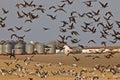 Snow Geese And Whie Fronted Geese Canada in Flight Royalty Free Stock Photo