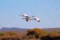 Snow Geese on the Wing with Fall Colors Royalty Free Stock Photo