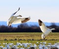 Snow Geese Wings Extended Landing