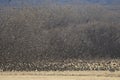 Snow Geese winter in the Southwest Royalty Free Stock Photo