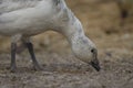 Snow Geese winter in the Southwest Royalty Free Stock Photo