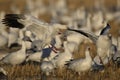 Snow Geese winter in the Southwest Royalty Free Stock Photo