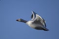 Snow Geese winter in the Southwest Royalty Free Stock Photo