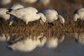 Snow Geese winter in the Southwest Royalty Free Stock Photo