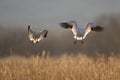 Snow Geese winter in the Southwest Royalty Free Stock Photo