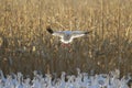 Snow Geese winter in the Southwest Royalty Free Stock Photo