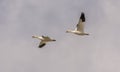 Snow geeses flying to the Arctic Royalty Free Stock Photo