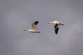 Snow geeses flying to the Arctic Royalty Free Stock Photo