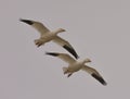 Snow geeses flying to the Arctic Royalty Free Stock Photo