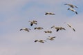 Snow geeses flying to the Arctic Royalty Free Stock Photo