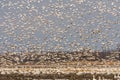 Snow geeses taking off for it migration Royalty Free Stock Photo