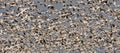 Snow geeses taking off for it migration Royalty Free Stock Photo