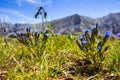 The Snow gentian, Alpine gentian (Gentiana nivalis) blooming flower with Apls mountain in background, Austria Royalty Free Stock Photo