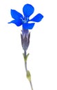 Snow Gentian flower