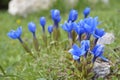 Snow-gentian, Gentiana nivalis