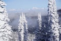 Snow Ghost Sentinels: White Fish Resort White flocked Christmas Trees Royalty Free Stock Photo