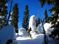 Strathcona Provincial Park, Vancouver Island, Snow Ghosts near Battleship Lake on the Forbidden Plateau, British Columbia, Canada
