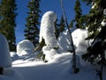 Strathcona Provincial Park Snow Ghosts in Winter Forest on Sunny Forbidden Plateau, Vancouver Island, British Columbia