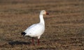 Snow Goose