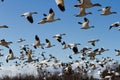 Snow Goose Royalty Free Stock Photo