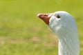 The snow goose Anser caerulescens close up portrait with soft light green background Royalty Free Stock Photo