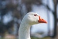 The snow goose Anser caerulescens Close up portrait of wild bird in the park with soft light blue background Royalty Free Stock Photo