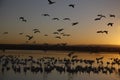 Snow goose, Anser caerulescens Royalty Free Stock Photo