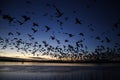 Snow goose, Anser caerulescens Royalty Free Stock Photo