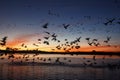 Snow goose, Anser caerulescens Royalty Free Stock Photo