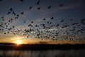 Snow goose, Anser caerulescens Royalty Free Stock Photo